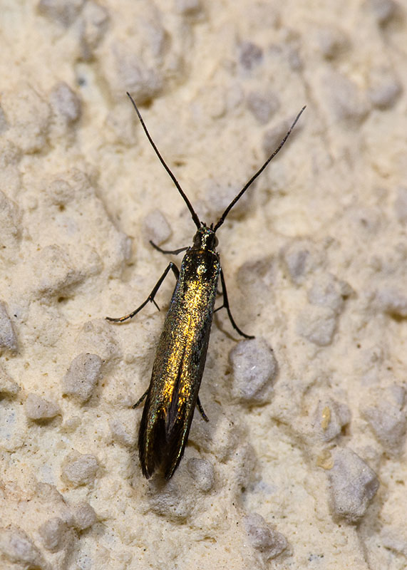 Coleophoridae Coleophora trifolii ?